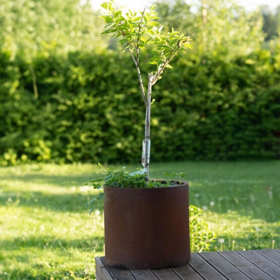 GrillSymbol Corten Steel Planter Myy XXL Buy 3, Get 4 GrillSymbol Corten Steel Planter Myy XXL Buy 3, Get 4
